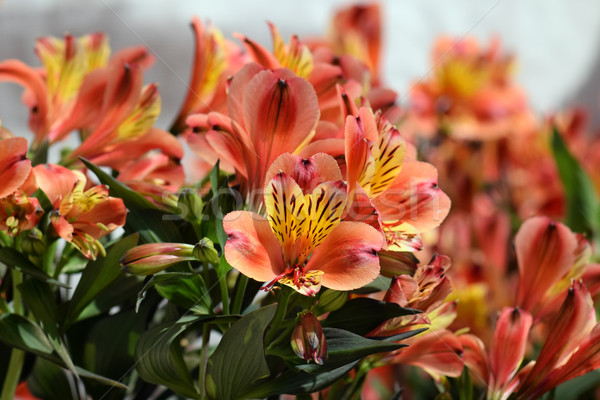 alstroemeria peruvian lily flowers Stock photo © sirylok