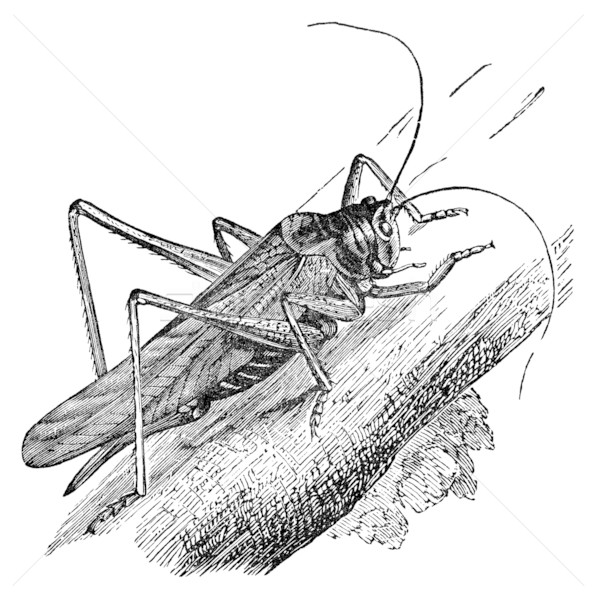 grasshopper vintage illustration Stock photo © sirylok