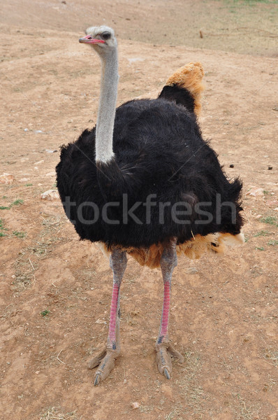 african wild ostrich Stock photo © sirylok