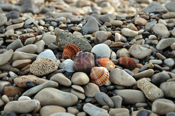 seashells on rocky beach Stock photo © sirylok
