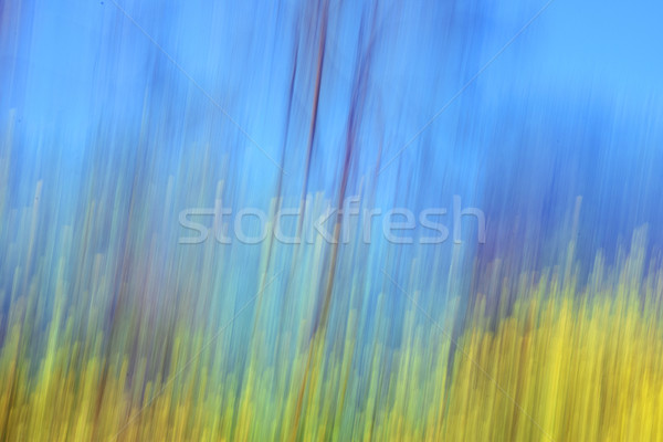 Fiori gialli Blur primavera panorama alberi cielo blu Foto d'archivio © sirylok