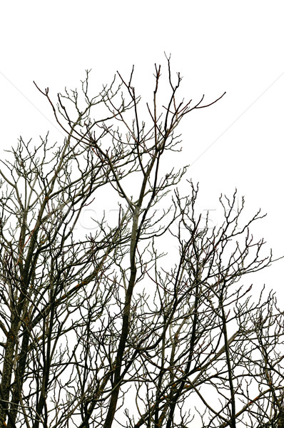 Lombhullató fák lombtalan fa ágak fehér Stock fotó © sirylok