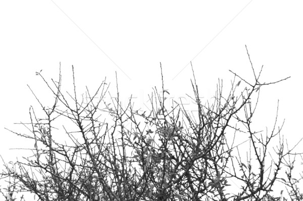 詳細 ツリー 孤立した 白 自然 ストックフォト © sirylok