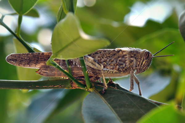 grasshopper among leaves Stock photo © sirylok