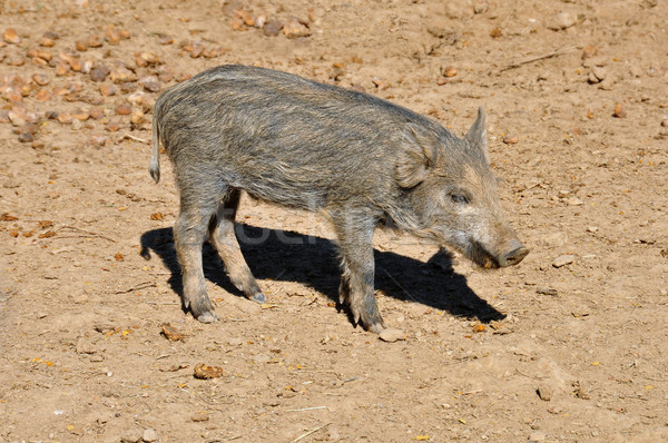 公豬 小豬 年輕 動物 商業照片 © sirylok