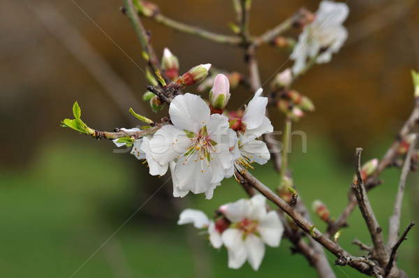 [[stock_photo]]: Amande · fleurs · printemps · nature · floraison · arbre