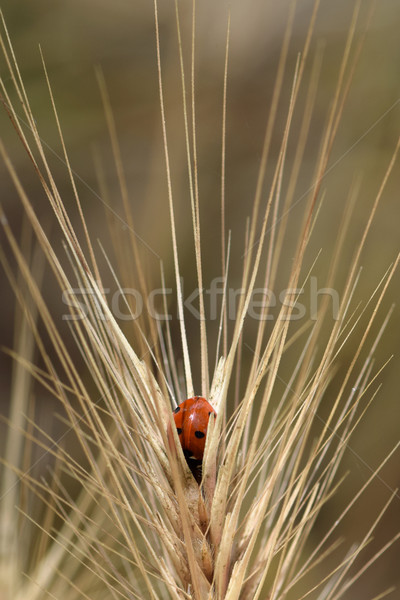 Сток-фото: Ladybug · насекомое · глядя · что-то · Nice · есть