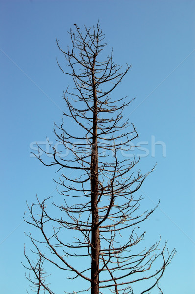 árbol silueta incendios forestales cielo textura madera Foto stock © sirylok