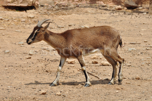 cretan wild goat Stock photo © sirylok