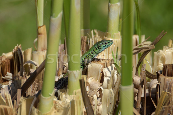 Verde lagarto pequeno réptil luz do sol Foto stock © sirylok