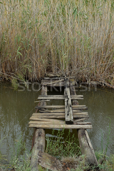 makeshift bridge swamp creek Stock photo © sirylok
