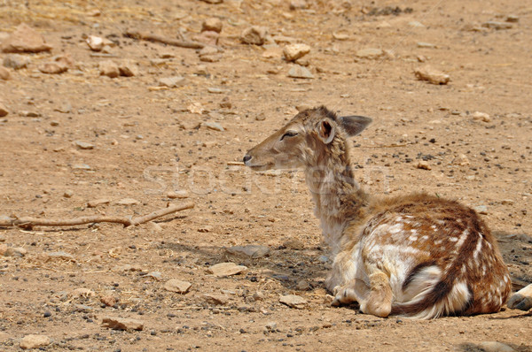 rhodian fallow deer Stock photo © sirylok