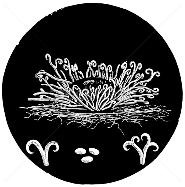 Akçaağaç mikroskobik bitki bağbozumu örnek mantar Stok fotoğraf © sirylok