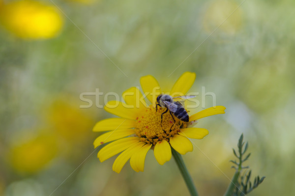 蜂 黄色の花 春 自然 葉 背景 ストックフォト © sirylok