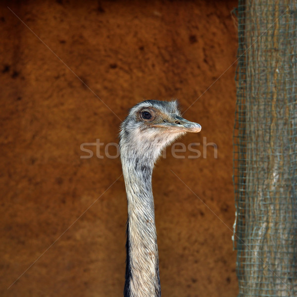 greater rhea flightless bird Stock photo © sirylok
