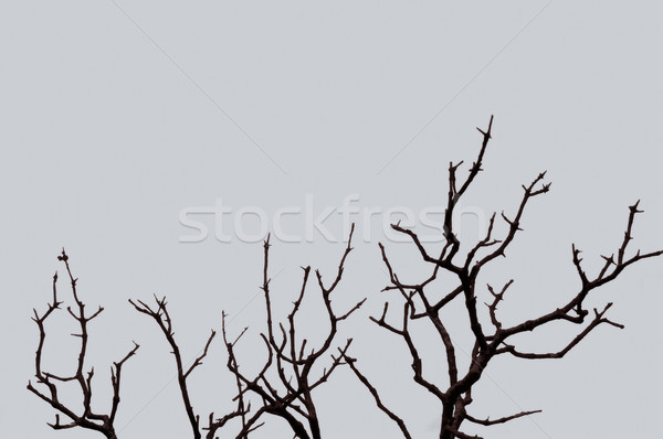Fák égbolt lombtalan fa ágak sziluett Stock fotó © sirylok