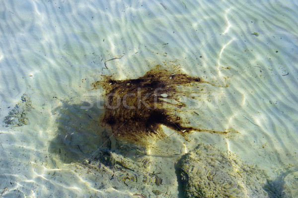 Teer zee water olie wateroppervlak Stockfoto © sirylok