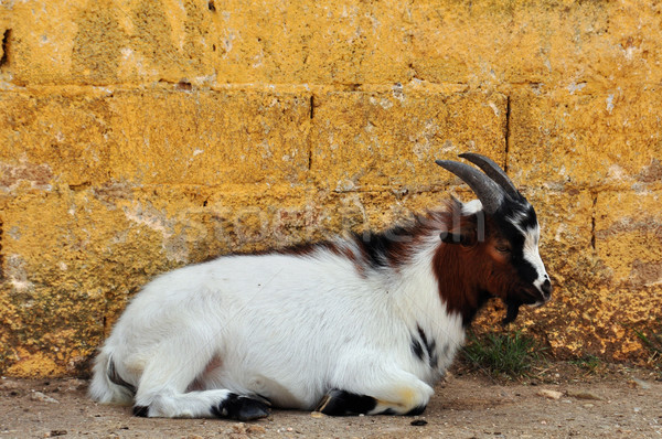 African capră odihna perete animal Imagine de stoc © sirylok