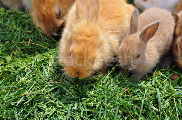 rabbit family feeding on grass Stock photo © sirylok
