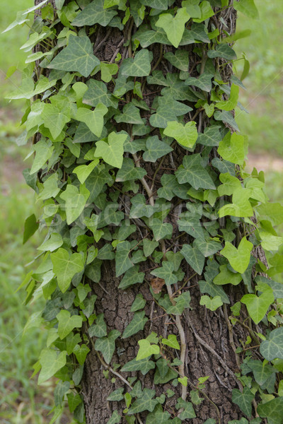 ツタ 工場 木の幹 緑 自然 ツリー ストックフォト © sirylok