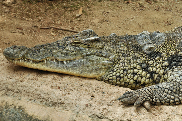 nile crocodile Stock photo © sirylok