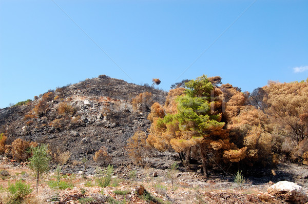 árboles incendios forestales forestales naturaleza negro isla Foto stock © sirylok