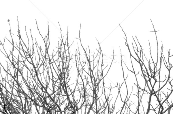 Foto stock: Sin · hojas · árbol · silueta · blanco · negro · textura
