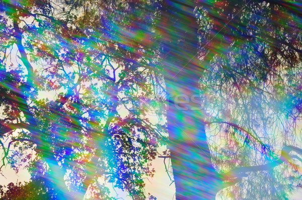 Abstract pădure reflectii lumina razele spectru Imagine de stoc © sirylok