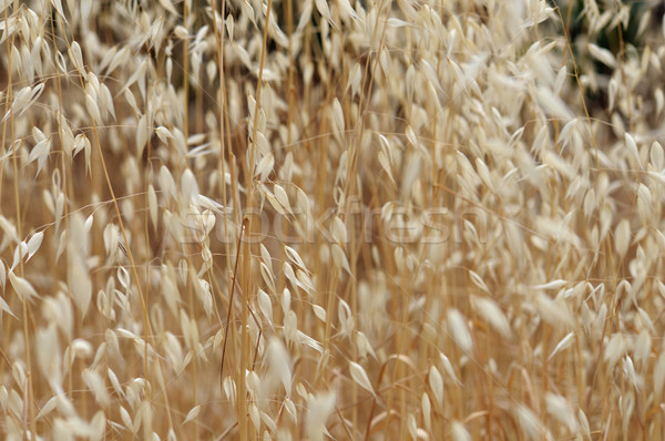 dry oat straw Stock photo © sirylok