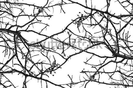 Foto stock: árvore · padrão · desfolhada · preto · e · branco · textura