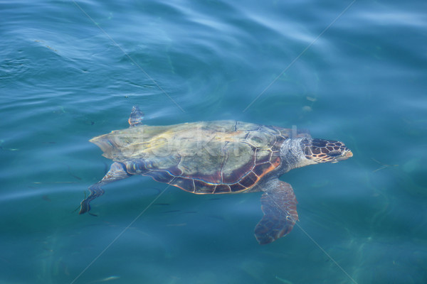 caretta sea turtle Stock photo © sirylok