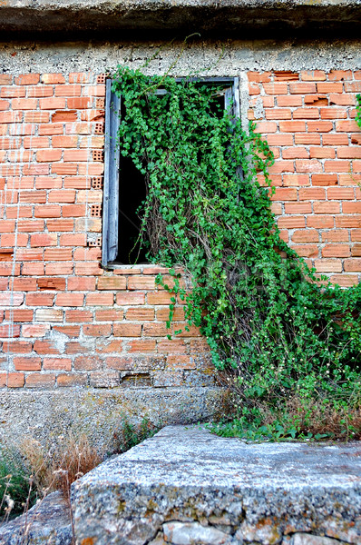 plant growing through window Stock photo © sirylok