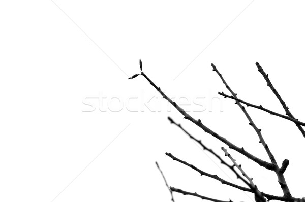 Silueta resumen árbol blanco textura Foto stock © sirylok