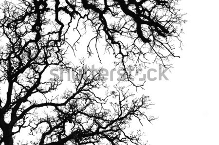 Foto d'archivio: Quercia · silhouette · rami · bianco · nero · texture · albero
