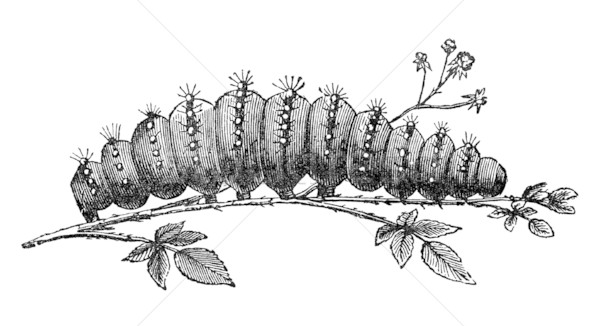 caterpillar vintage illustration Stock photo © sirylok