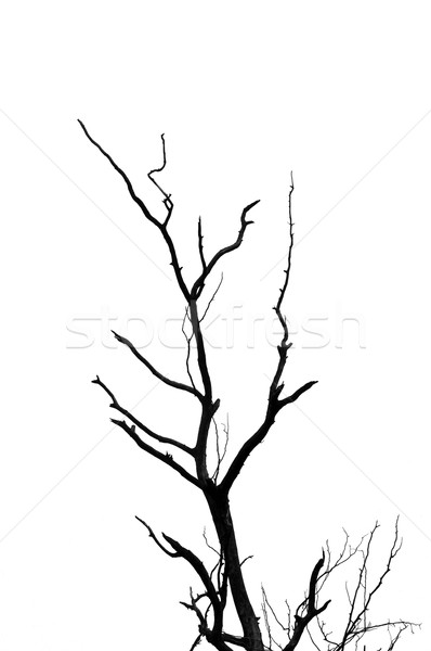 Lombtalan fa ágak sziluett fehér fa Stock fotó © sirylok