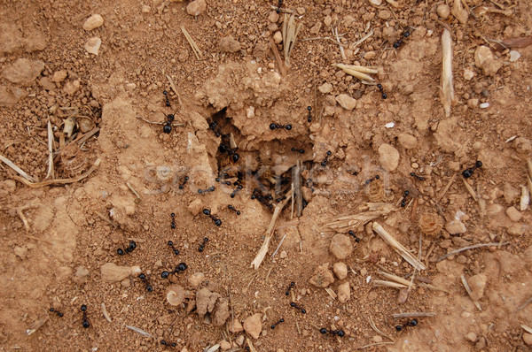 Сток-фото: муравьев · гнезда · землю · вход · другой · ветреный