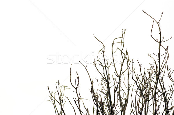 ősz fák lombtalan fa ágak fehér Stock fotó © sirylok