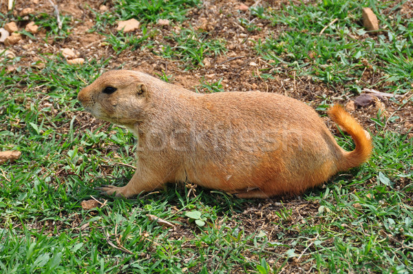 Pradaria cão roedor grama animal naturalismo Foto stock © sirylok
