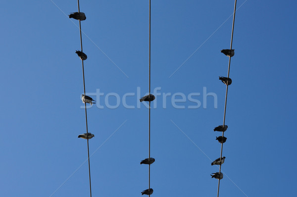 Blue Sky голубь птиц сидят проволоки аннотация Сток-фото © sirylok