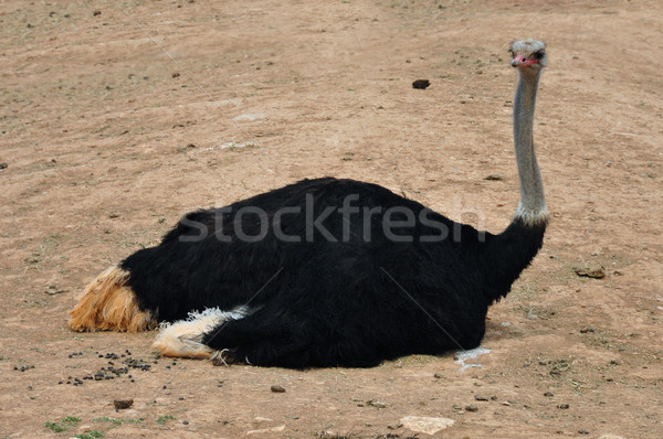 鴕鳥 非洲的 坐在 地面 商業照片 © sirylok