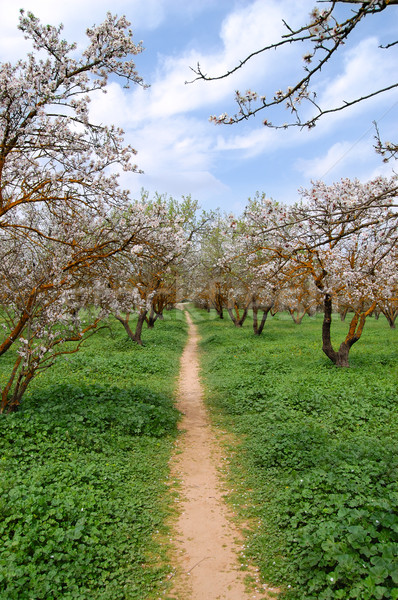 blooming almond trees Stock photo © sirylok