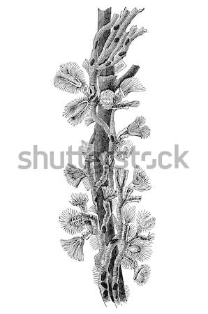 Bağbozumu örnek grup mikroskobik su omurgasız Stok fotoğraf © sirylok