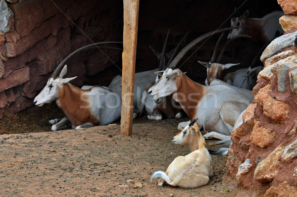 Herde ruhend säugetier Tier ausgestorben Stock foto © sirylok