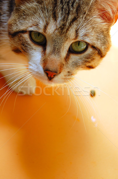 Szürke macska eszik narancs háziállat portré Stock fotó © sirylok