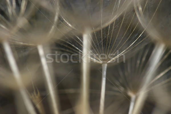 Diente de león flor cabeza semillas Blur resumen Foto stock © sirylok