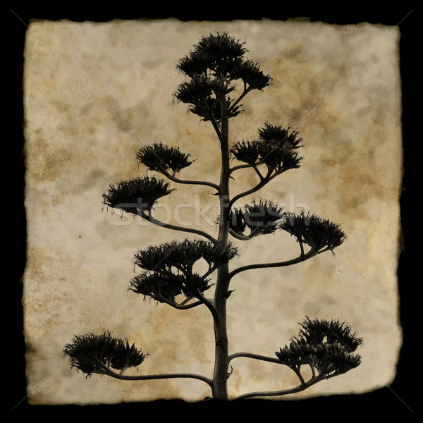 Stock photo: agave plant silhouette