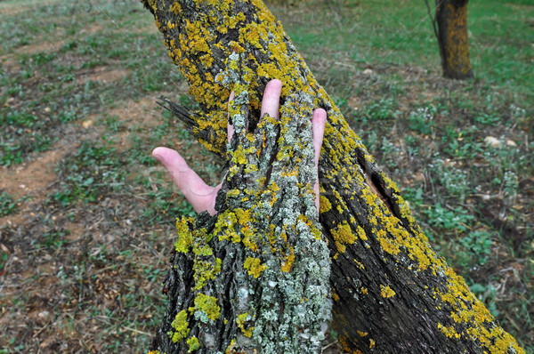 Ukrywanie charakter ludzka ręka pokryty kory Zdjęcia stock © sirylok