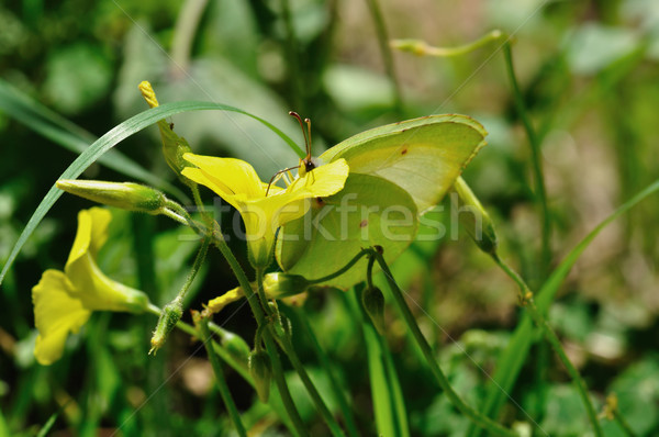 Vlinder bloem nectar voorjaar Stockfoto © sirylok