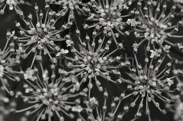 Flores resumen planta macro atención selectiva blanco negro Foto stock © sirylok